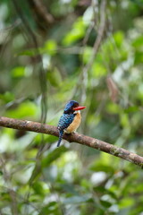 Obraz premium Bornean banded kingfisher / This is a wild bird photo that was taken in Malaysia Borneo.