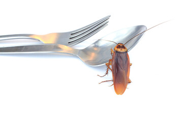 cockroach isolated on white background 