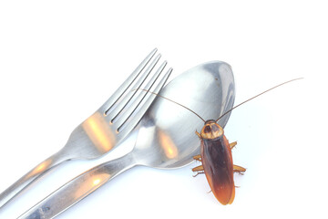 cockroach isolate 