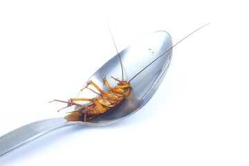 cockroach isolated on white background 