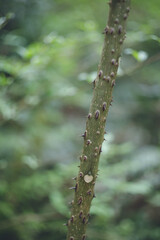 鹿児島県の日本100名山、開聞岳の山道で見つけたトゲトゲの木