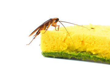 cockroach isolate 
