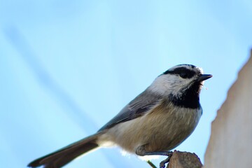Bird