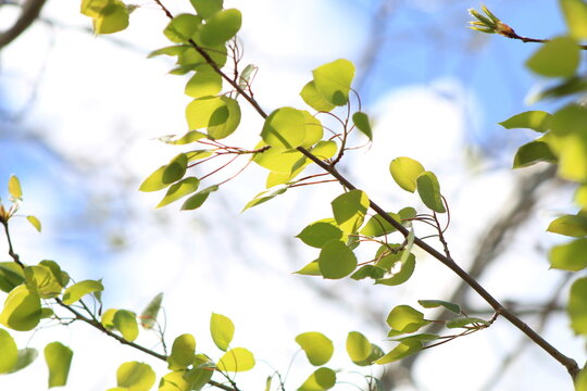 Green Leaves On Blue Sky