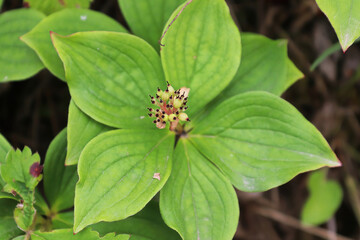 Macro of the center of bunchberry after petal fallen off