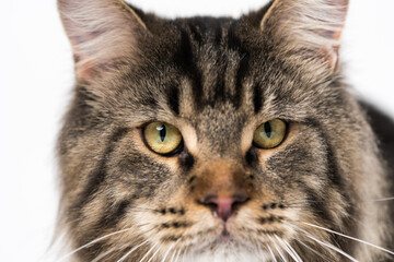 Extreme close-up portrait of mackerel tabby Maine Coon Cat looking at camera. Lovely longhair Maine Shag with big eyes. Front view.