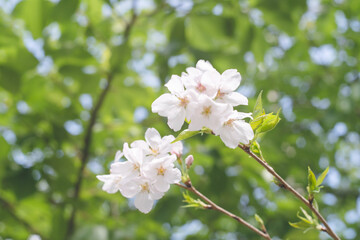 五分咲きの桜の花