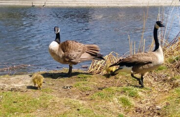 A pair of wild geese with goslings on the bank of the pond