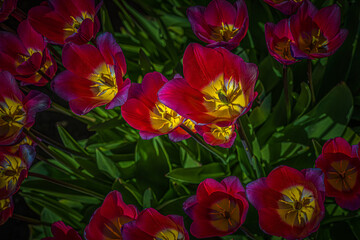 021-05-18 DIDER'S TULIP IN THE SKAGIT VALLEY OF WASHINGTON STATE