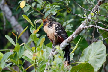 Hoatzin/This is a wild bird photo that was taken in Ecuador sachaloge.