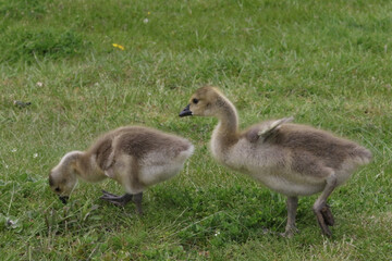 Canada geese adults and chicks in a group brooding situation, where chicks of different ages are mixed together with the parents watching all chicks as a group. Different ages of geese chicks are seen