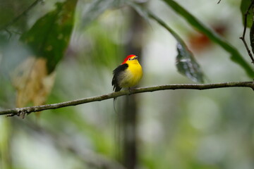 Fototapeta premium Wire-tailed Manakin/This is a wild bird photo that was taken in Ecuador sachaloge.