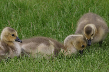 Canada geese adults and chicks in a group brooding situation, where chicks of different ages are mixed together with the parents watching all chicks as a group. Different ages of geese chicks are seen