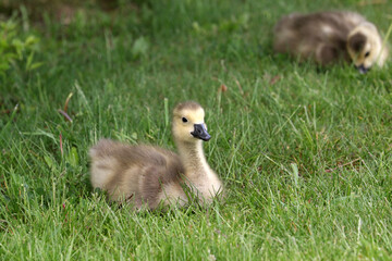 Canada geese adults and chicks in a group brooding situation, where chicks of different ages are mixed together with the parents watching all chicks as a group. Different ages of geese chicks are seen