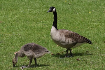 Canada geese adults and chicks in a group brooding situation, where chicks of different ages are mixed together with the parents watching all chicks as a group. Different ages of geese chicks are seen