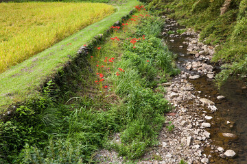 小川沿いにある収穫間近な田んぼの稲と畦道
