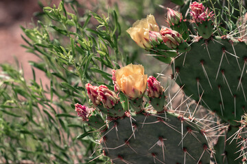 A yellow flower amongst red buds on a prickly pear cactus (opuntia)