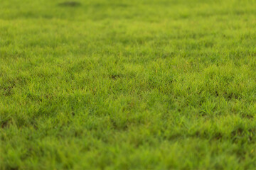 green grass texture and grass field