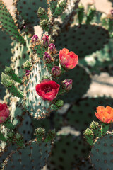 Blossoming flowers on a prickly pear cactus (opuntia) in the harsh light of the midday sun.