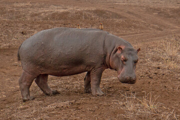 Common Hippopotamus [hippopotamus amphibius] in Africa