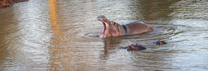Common Hippopotamus [hippopotamus amphibius] dominantly displaying tusks while yawning in a lake in...