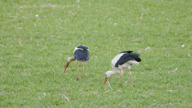 Two black and white feather bird with long legs and beak looking for foof on the ground