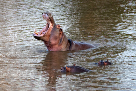 Common Hippopotamus [hippopotamus amphibius] displaying tusks while yawning in a lake in Africa