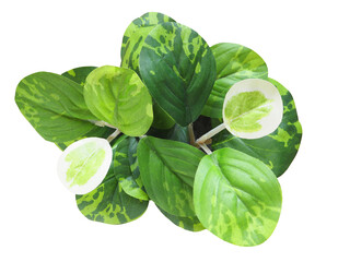 Top view plastic small tree decorations for home or office desk isolated on a white background..