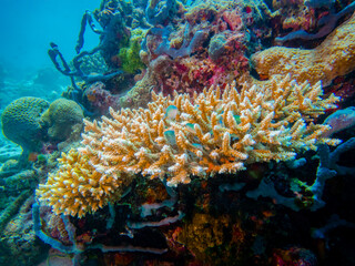 A fragment of a coral reef with orange and purple corals, a blue and green sponge, and Bluegreen Chromis Fish in the Indian Ocean