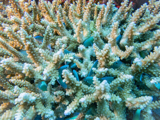 Bluegreen chromis fish hide in coral on a reef in the Indian ocean