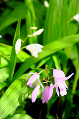 Obraz premium 森に咲くシランのイメージ素材