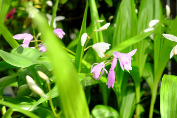 たくさん咲いている白とピンクのシランの風景
