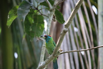 Common birds in Bangladesh