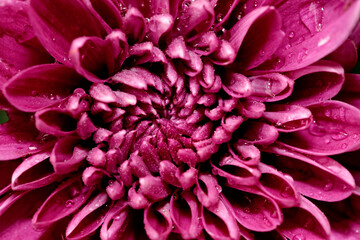 Close up of Dahlia Flower pedal abstract view design banner