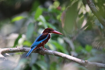 Common birds in Bangladesh