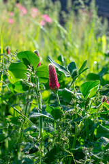 Blooming  Trifolium incarnatum also known as crimson clover or Italian clover. Close up. Detail. Selective focus.