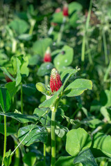 Blooming  Trifolium incarnatum also known as crimson clover or Italian clover. Close up. Detail. Selective focus.