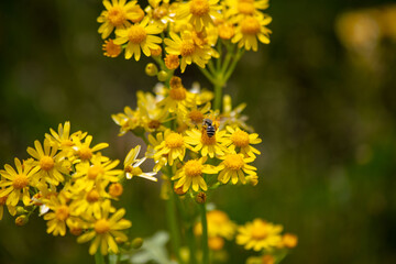 yellow flowers in the garden