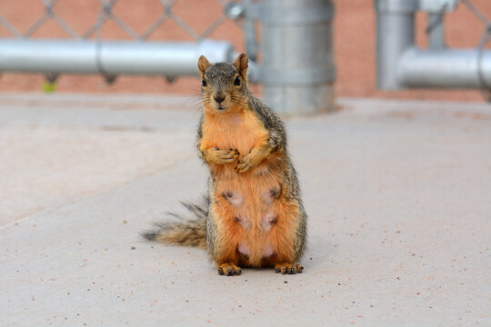 Curious pregnant red fox squirrel with teats standing up and watching events near her