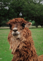 Llama sonriente en su habitad natural