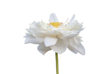Naklejka na ściany i meble Beautiful white Indian Lotus or Bean of India with yellow pollen blooming isolated on white background included clipping path.