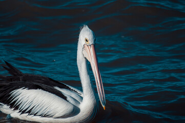 pelicans on the pier