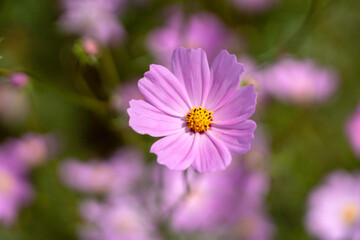 Fototapeta premium 金沢・犀川 コスモスロード