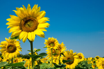 Sunflower field with cloudy blue sky