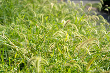 金沢・犀川　コスモスロード