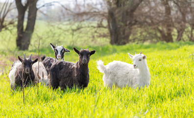 Baby goats grazing in a spring meadow