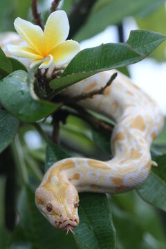 snake in a tree