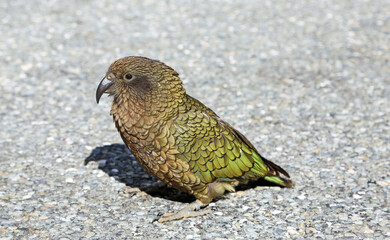 Kea - New Zealand