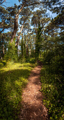 Fototapeta premium Perspective view of path across beautiful green forest on a bright sunny day, surrounded by grass and tall trees
