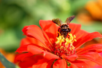 Common zinnia flower with bee on natural background. 